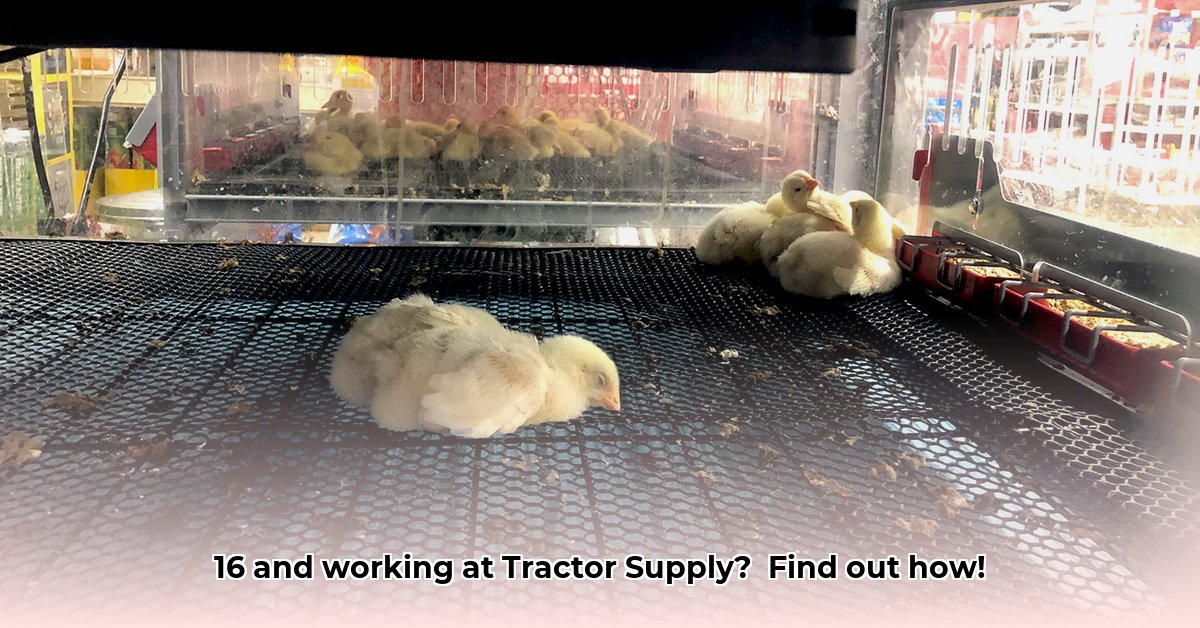can-you-work-at-tractor-supply-at-16